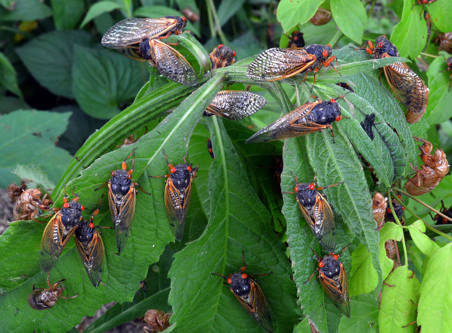 Cicadas